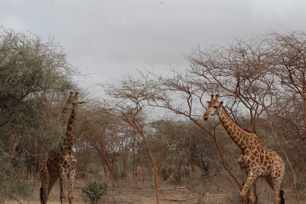 a couple of giraffe standing next to each other