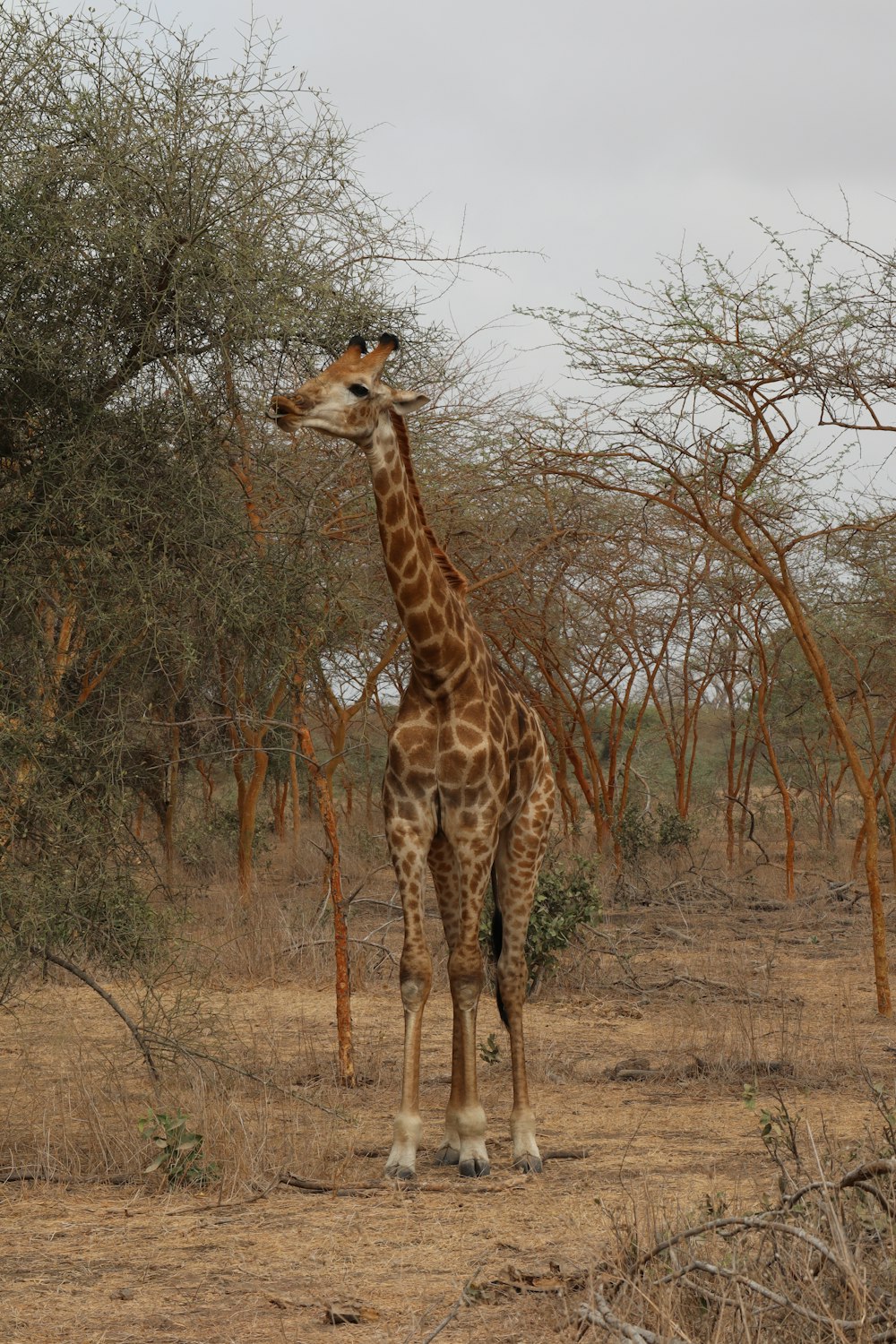 a giraffe standing in the middle of a field