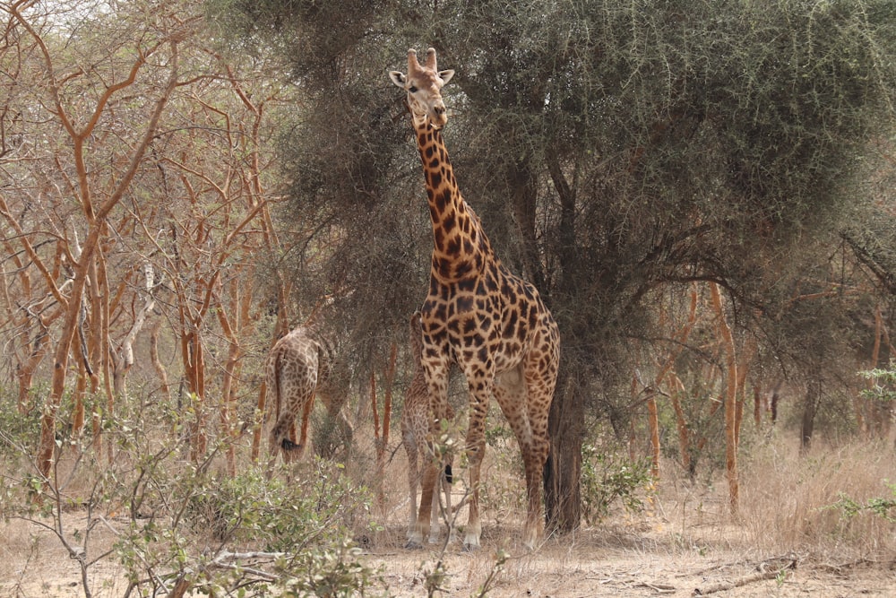 a giraffe standing in the middle of a forest