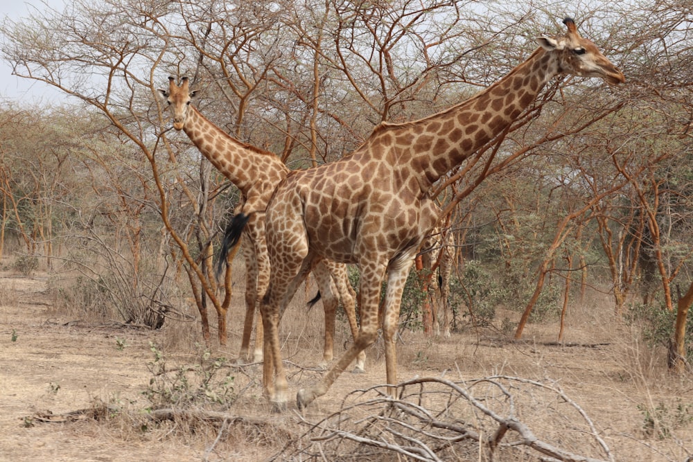 a couple of giraffe standing next to each other