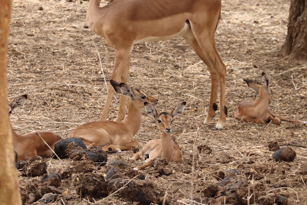 a group of antelope laying down in a field