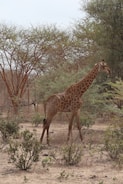 A herd of giraffes grazing near acacia trees in a dry landscape.