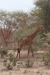 A herd of giraffes grazing near acacia trees in a dry landscape.