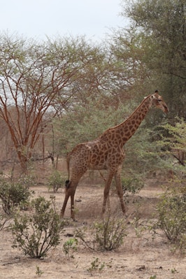 A herd of giraffes grazing near acacia trees in a dry landscape.