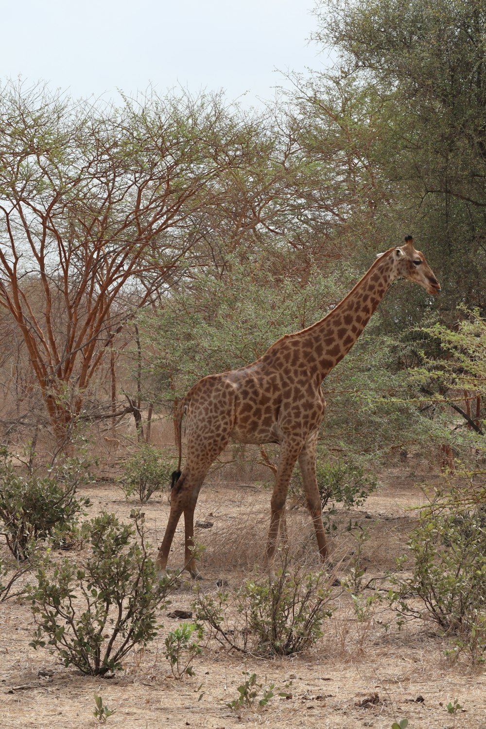a giraffe walking through a field with trees in the background