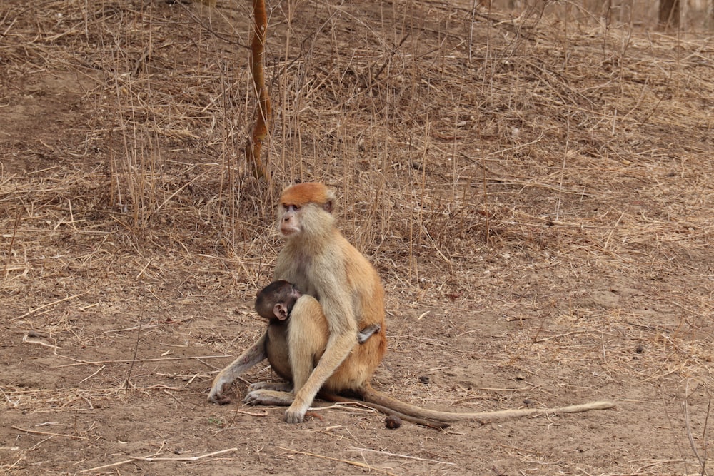 a monkey sitting on the ground next to a baby monkey