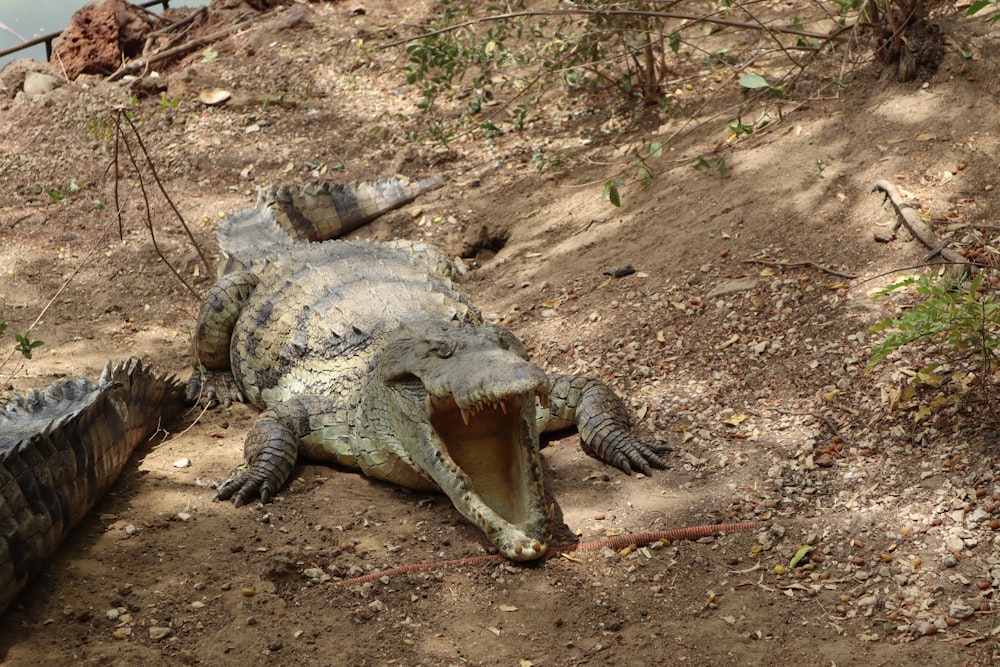 an alligator laying on the ground with its mouth open
