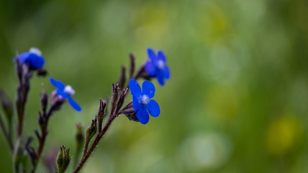 a close up of a blue flower with blurry background