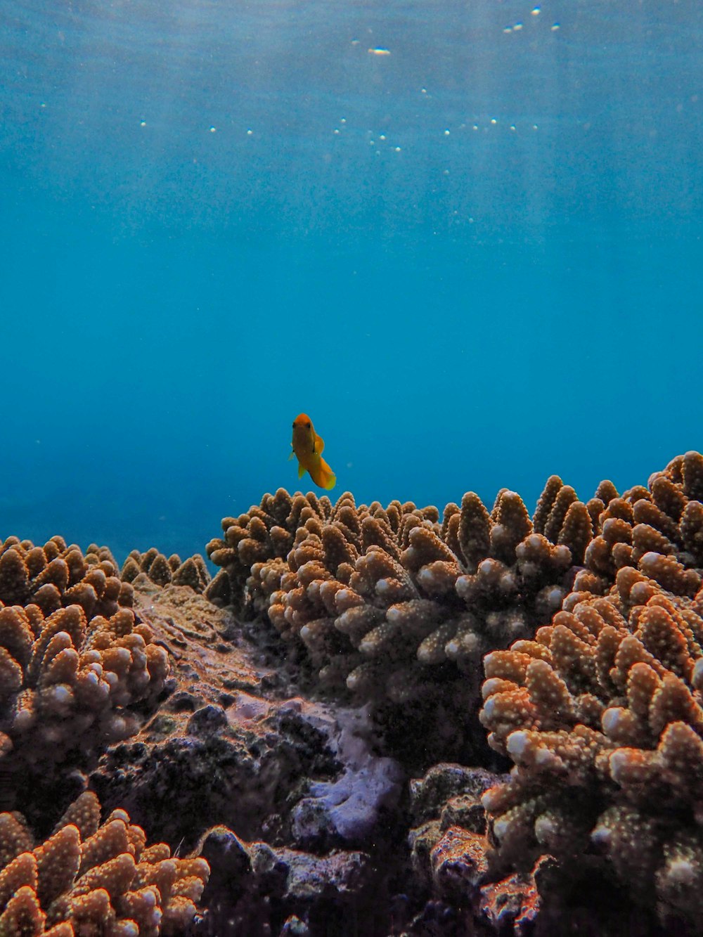 a small yellow fish swimming over a coral reef