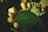 Close-up of a prickly pear cactus with several fruit on its pads. The fruits are yellowish-green with small spines and the pads are a vivid green.
