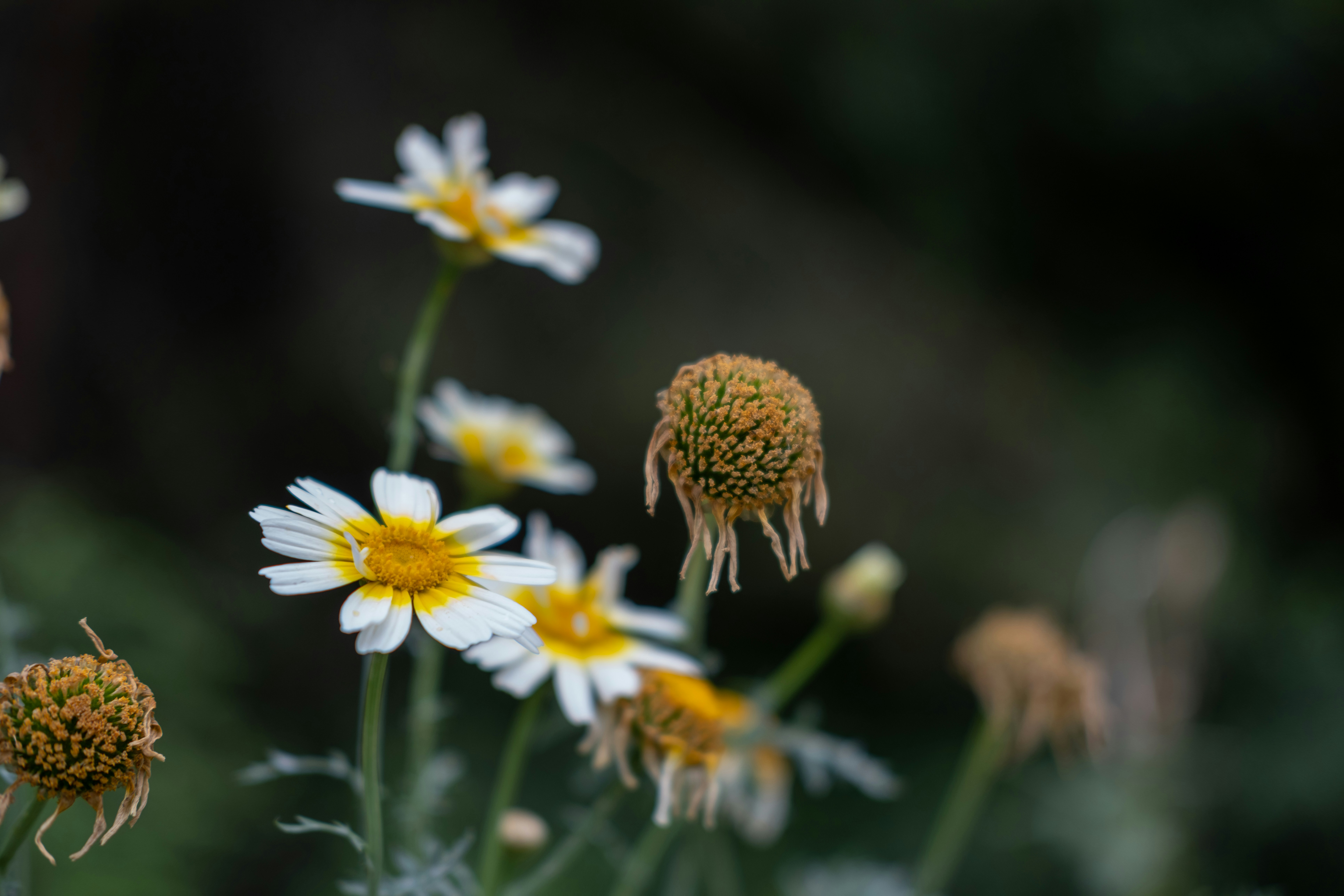 野原の白と黄色の花の束