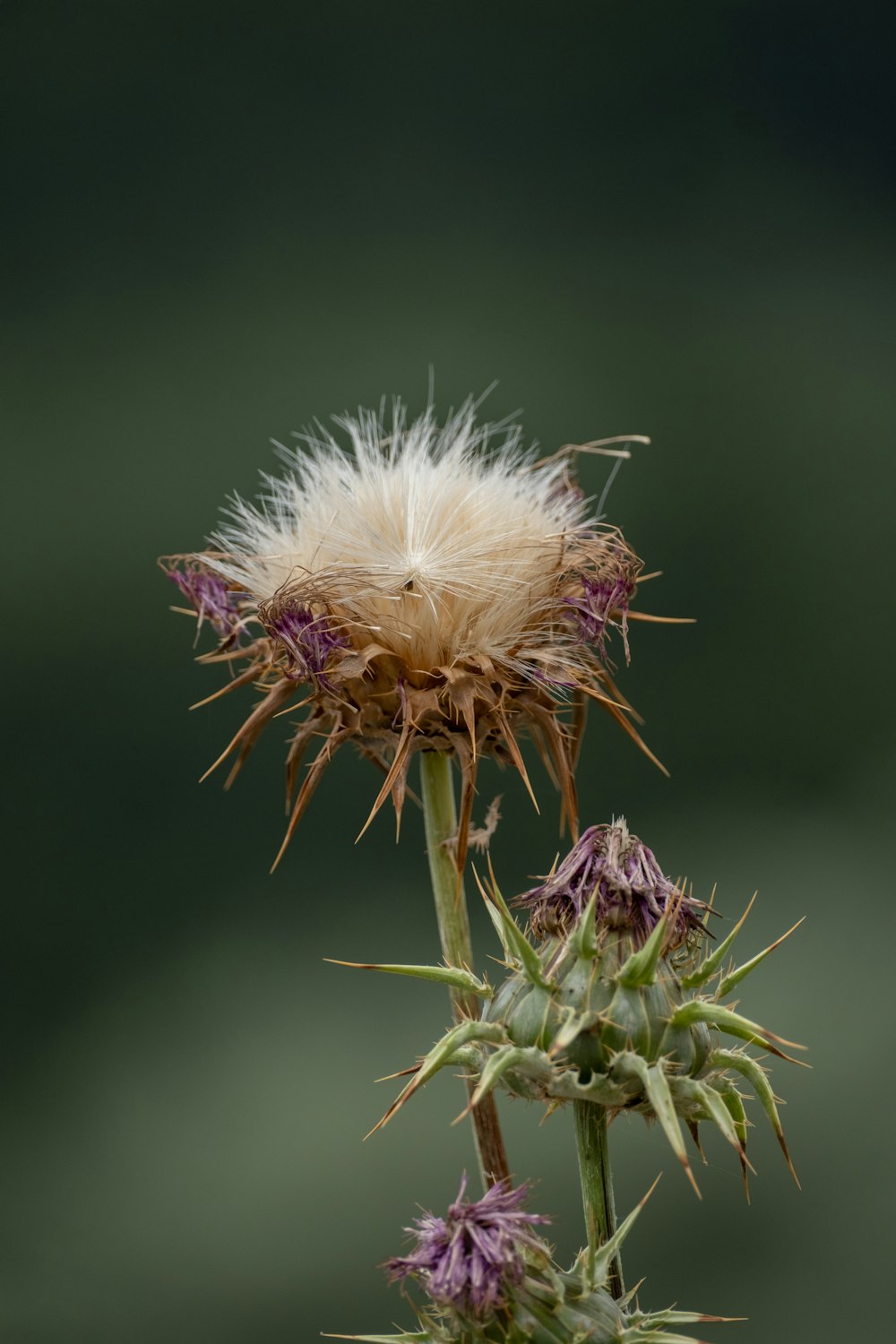 a close up of a flower with a blurry background