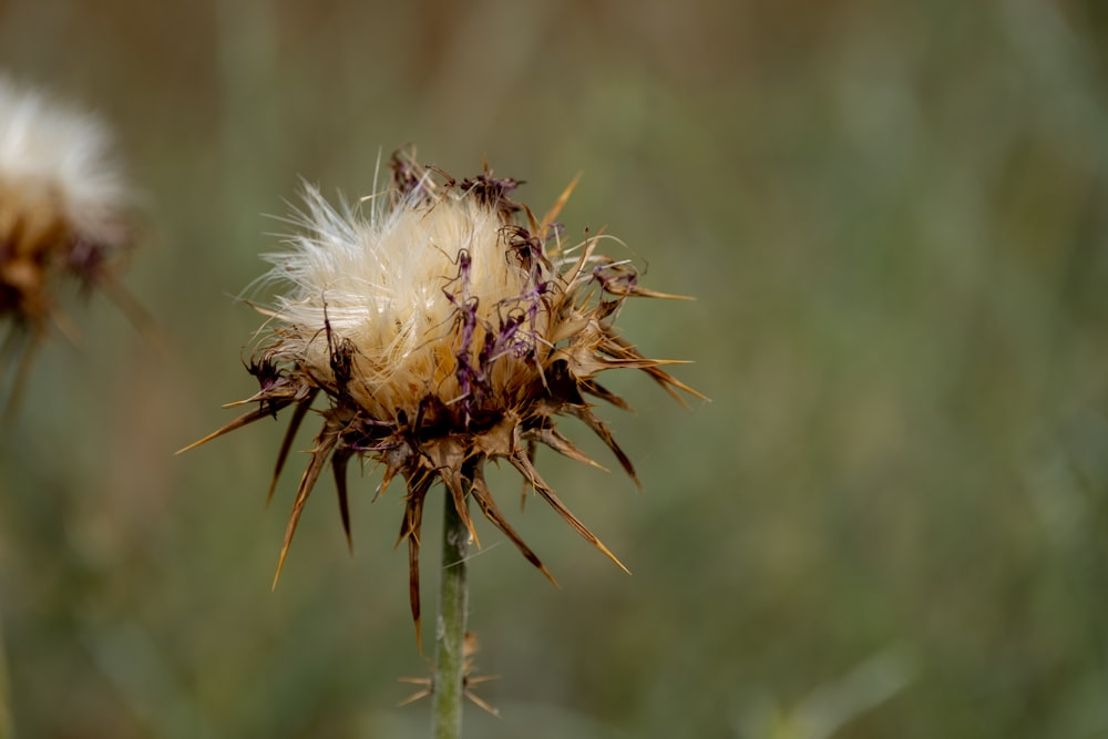 a close up of a flower with a blurry background