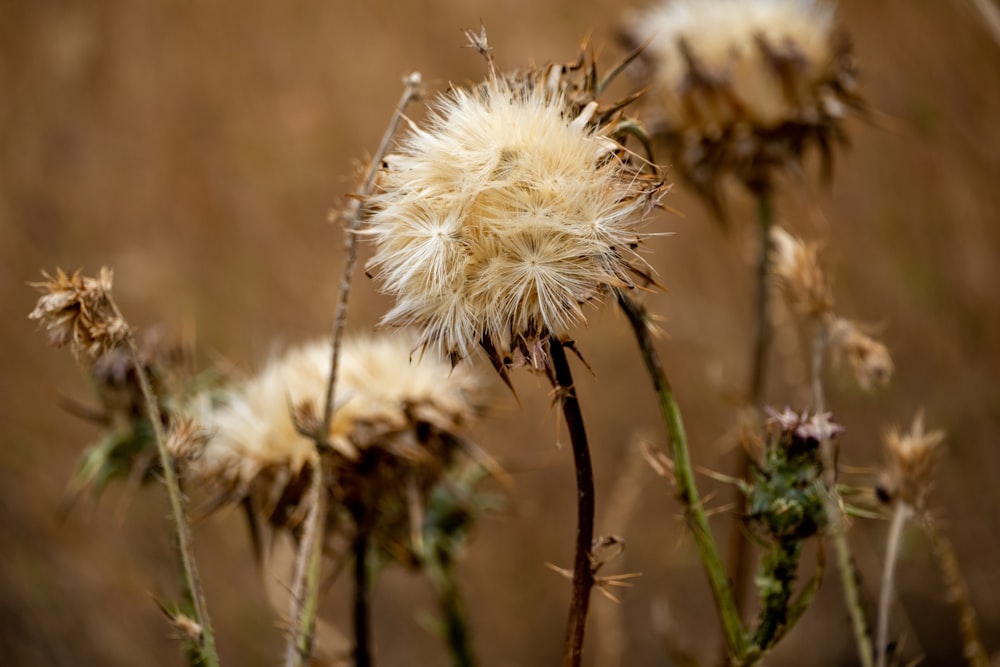 a close up of a bunch of flowers in a field