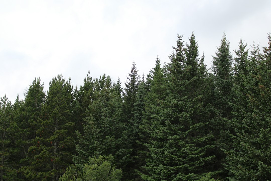 Whispering Pines