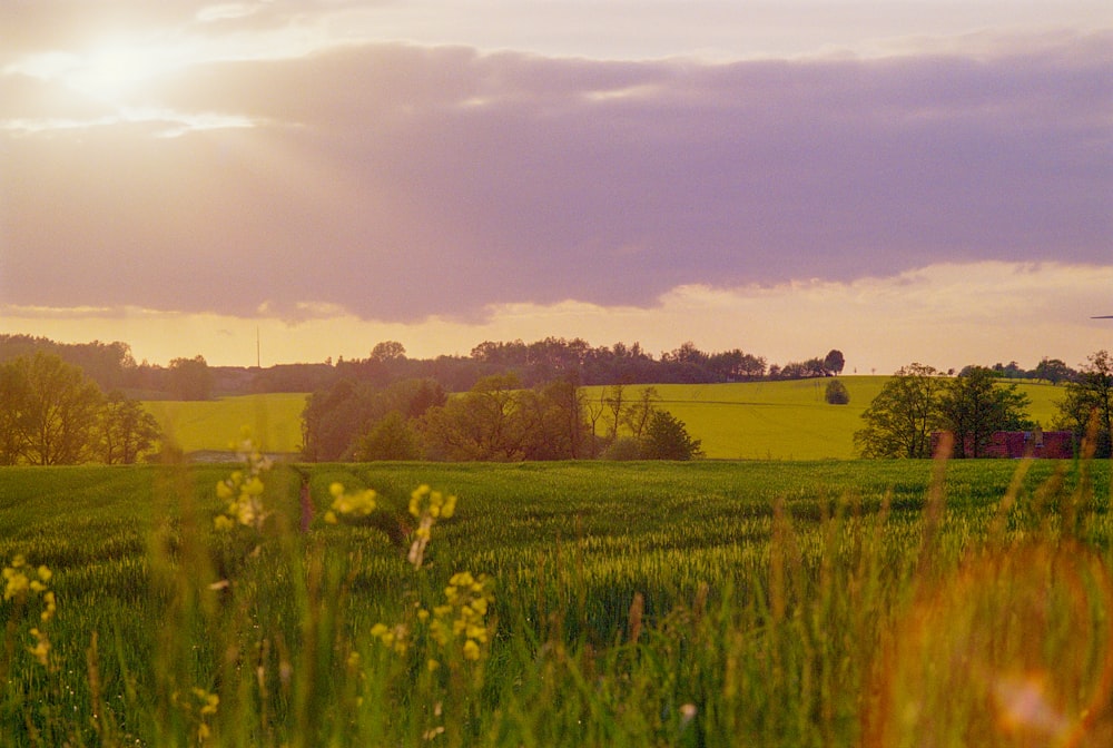 a grassy field with trees in the distance