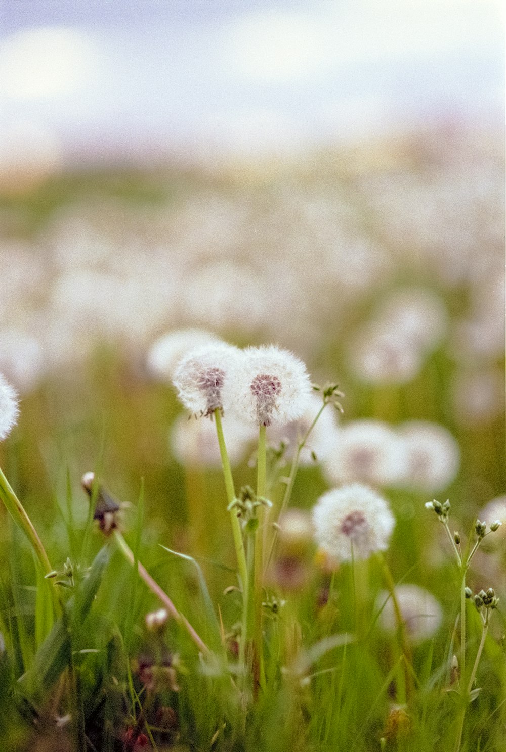 a field full of white dandelions on a sunny day