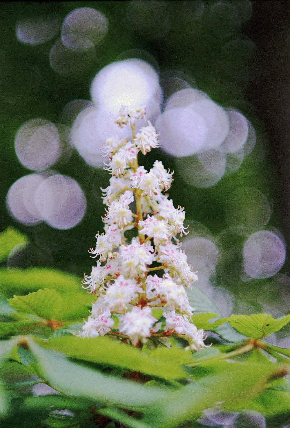 a close up of a flower on a tree