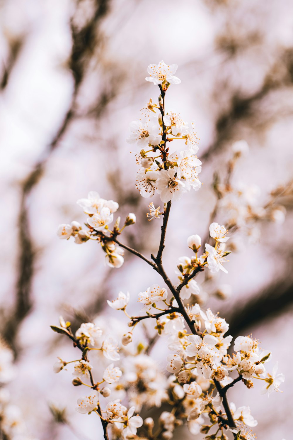 a close up of a tree with white flowers