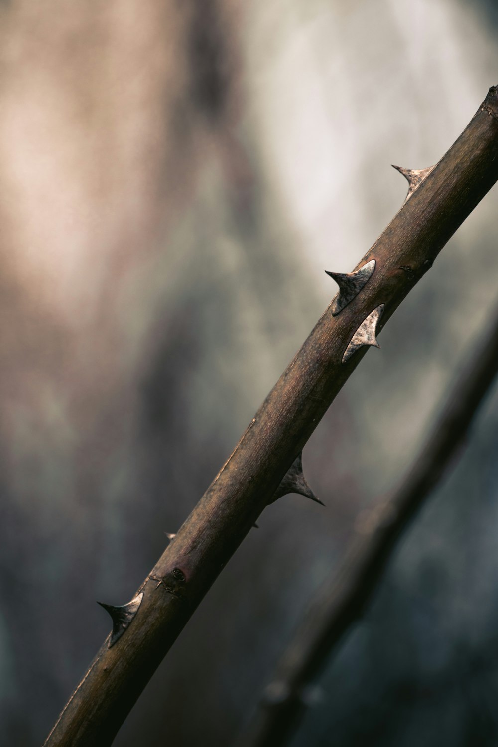 a close up of a thorn on a branch
