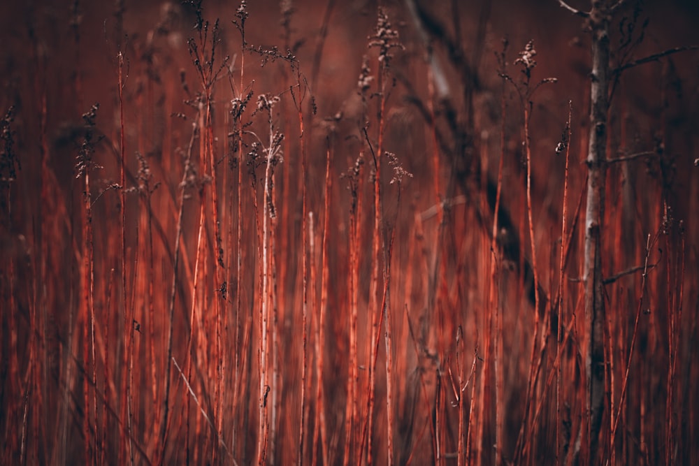 a group of trees with red leaves on them