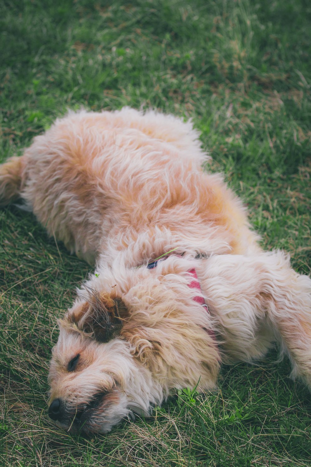 a shaggy dog is laying on the grass