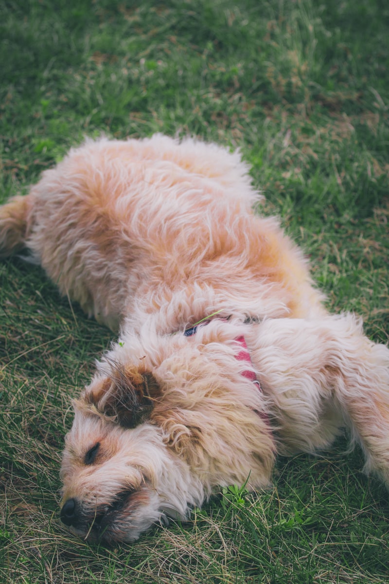 Why Dogs Roll in Stinky Things