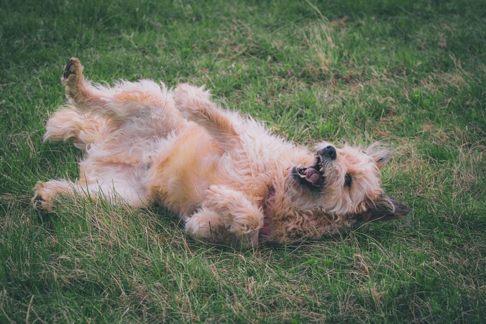 a dog rolling on its back in the grass