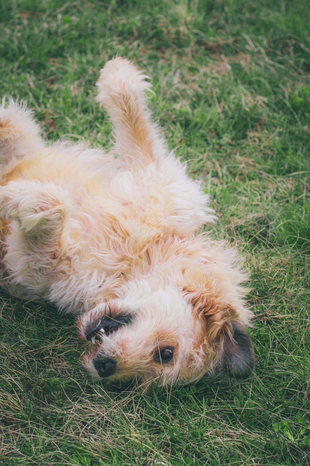 ein Hund, der sich auf dem Rücken im Gras wälzt