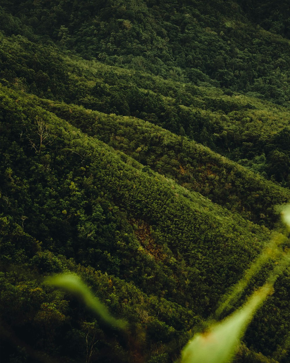 a lush green hillside covered in lots of trees