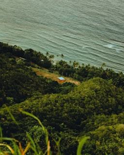 A solitary building with a blue roof is situated in a lush, green forested area near the shoreline. The ocean provides a contrasting backdrop with its calm waves, and a line of palm trees separates the forest from the beach.