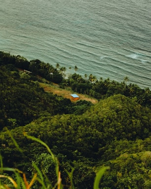 A solitary building with a blue roof is situated in a lush, green forested area near the shoreline. The ocean provides a contrasting backdrop with its calm waves, and a line of palm trees separates the forest from the beach.