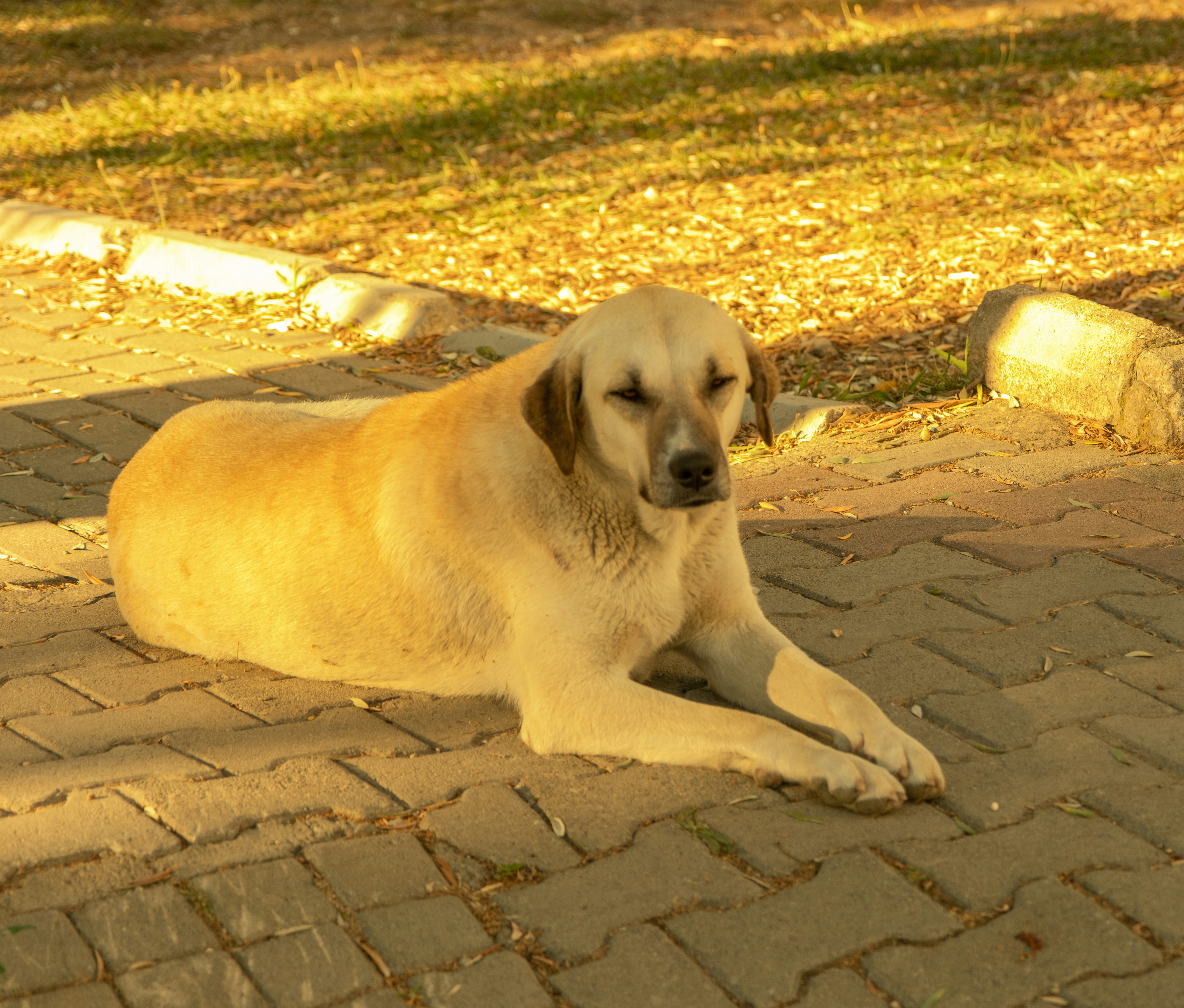 Large pale dog lying on brick paving