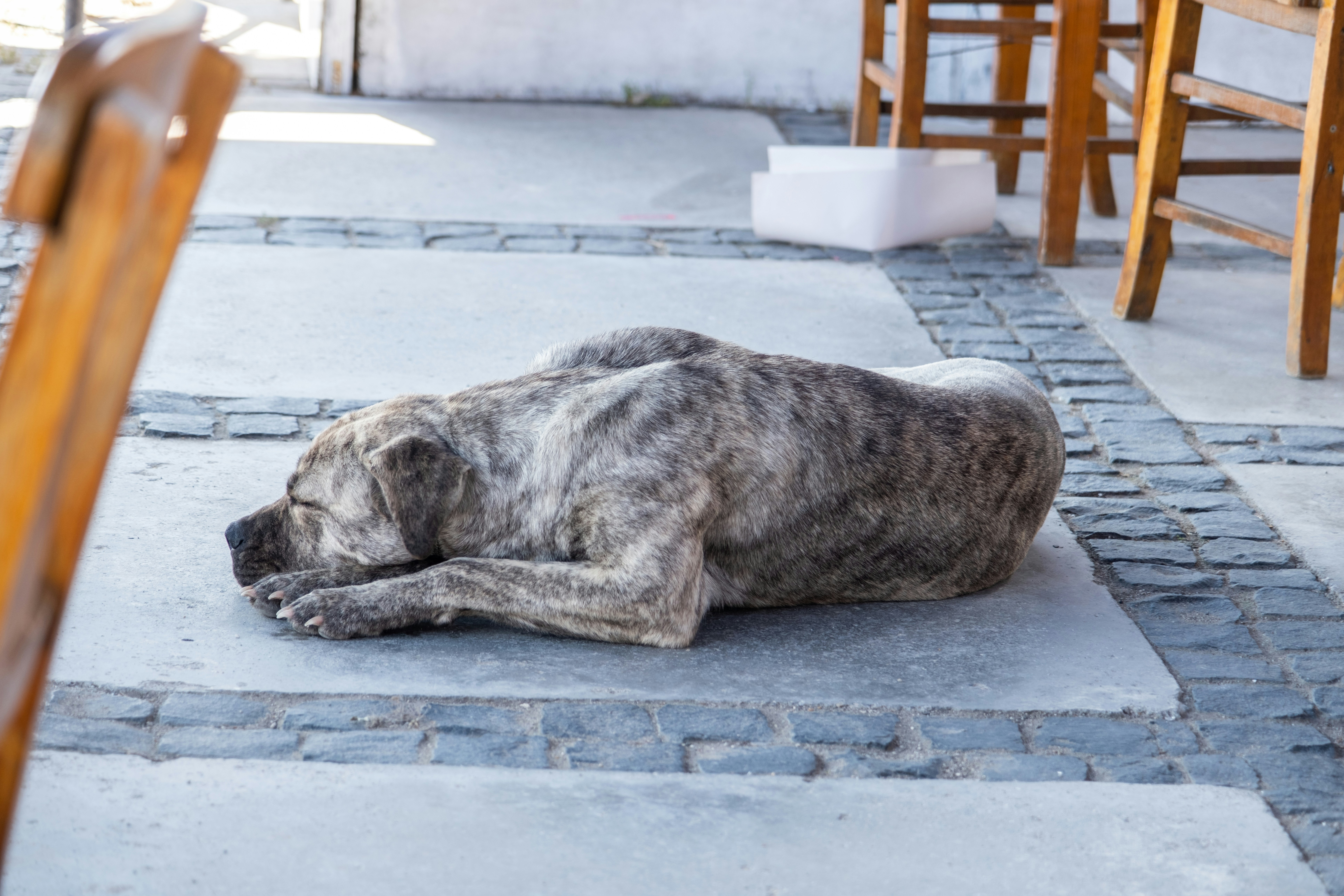 Cooling Strategies Dogs Naturally Use