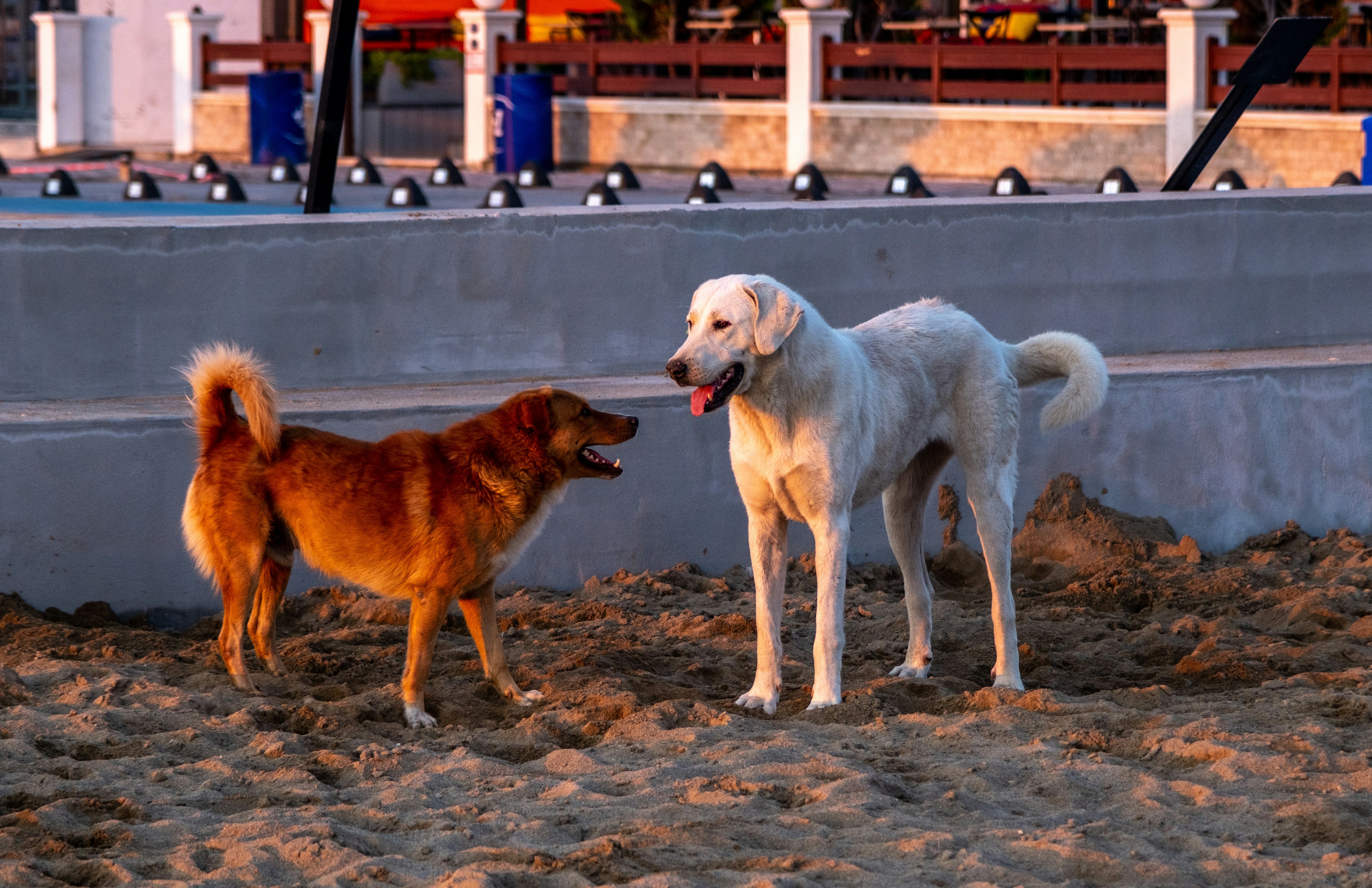 a couple of dogs standing next to each other