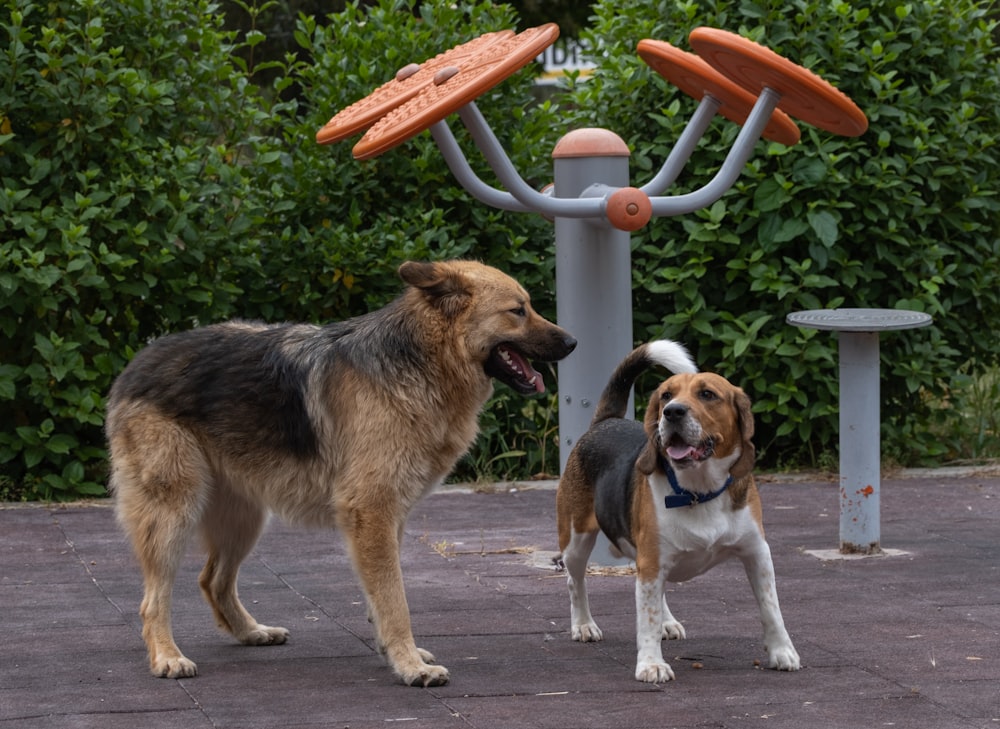 a couple of dogs standing next to each other