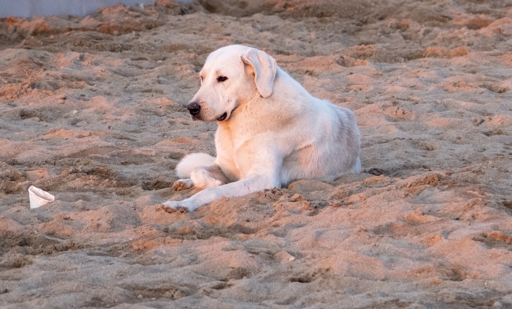 a white dog laying on top of a sandy beach