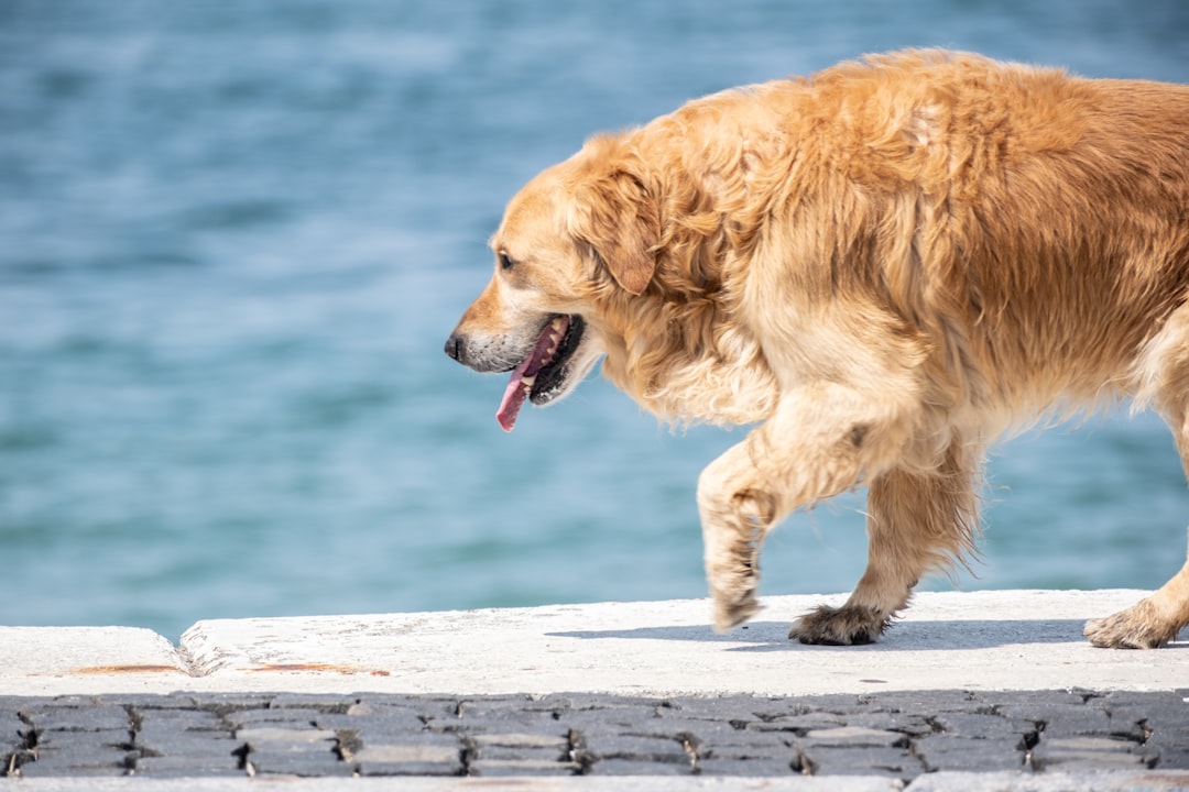 a large brown dog standing on top of a pier