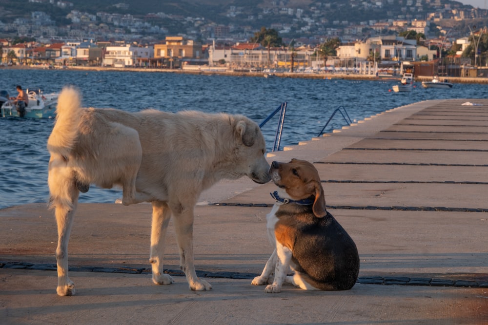 a dog and a dog sit on a dock next to a body of water