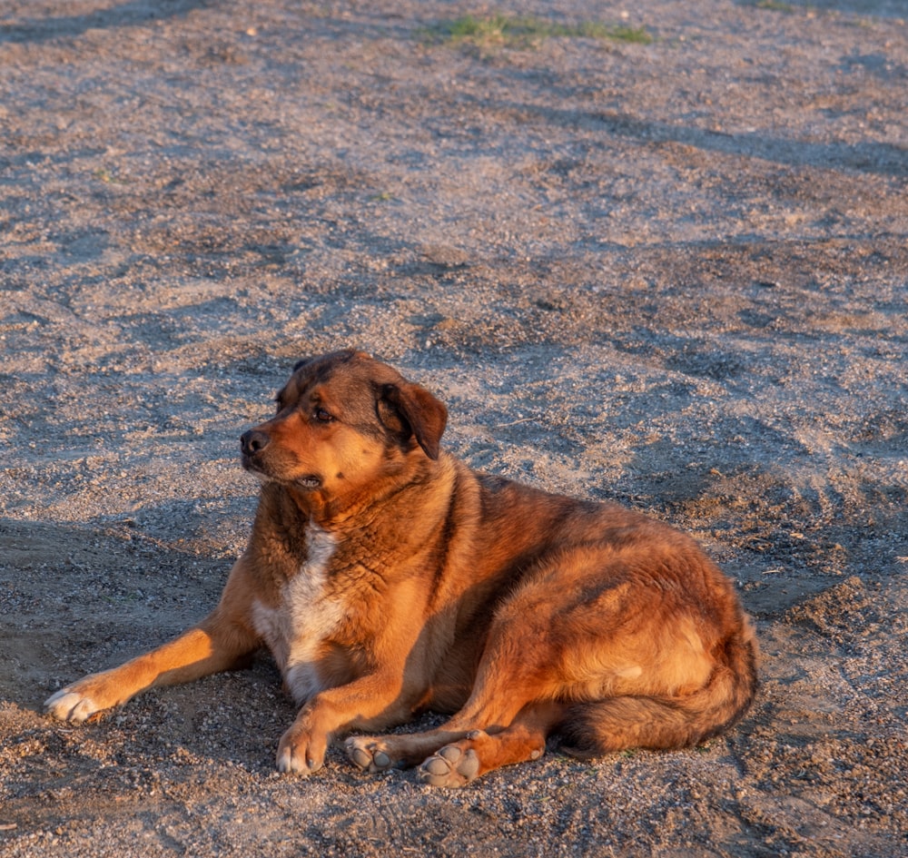 a brown dog laying on top of a sandy beach