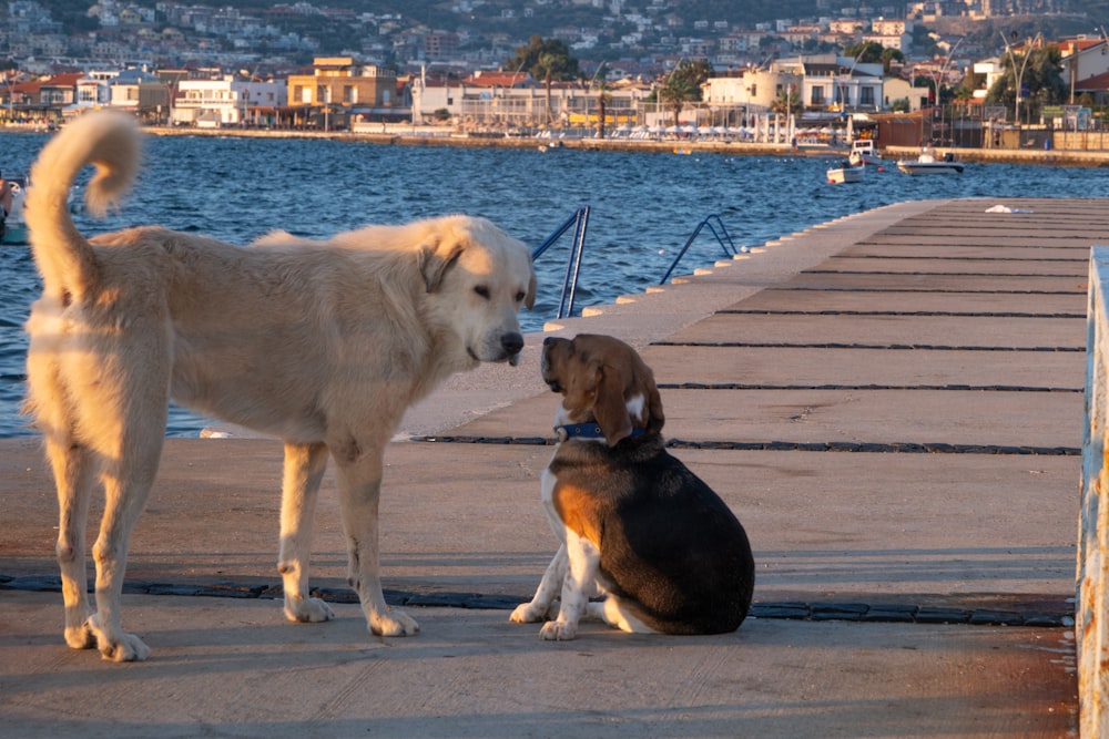 two dogs are sitting on a dock near the water