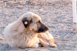 a dog that is laying down in the sand