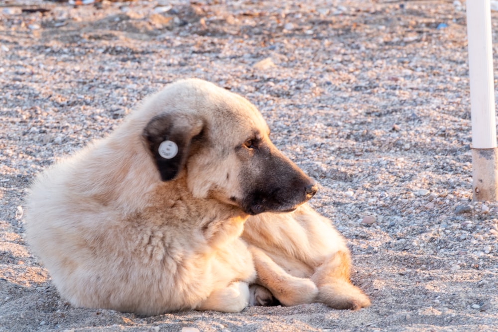 a dog that is laying down in the sand