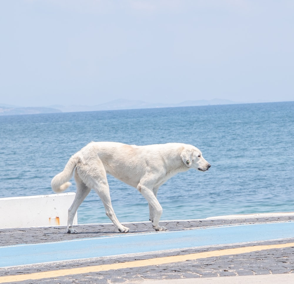 a large white dog walking along the beach