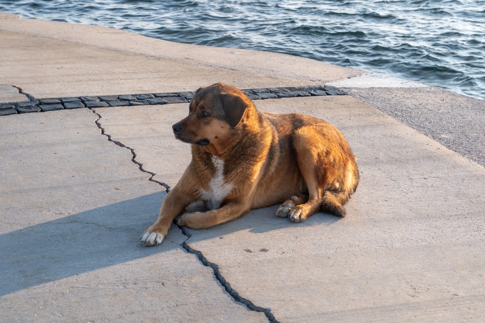 a dog is sitting on the concrete near the water