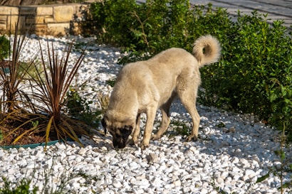 A dog with a light brown coat is sniffing the ground on a bed of white pebbles. The setting includes green foliage and some ornamental grass plants. In the background, there is a stone structure partially visible.