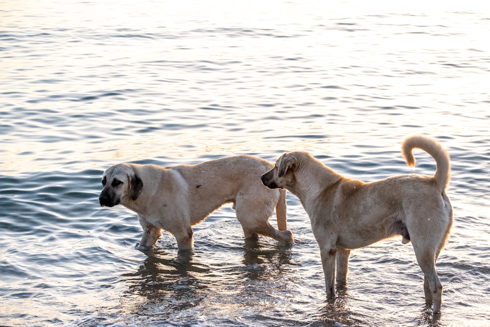 a couple of dogs standing in the water