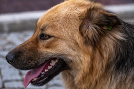 A close-up side profile of a large dog with a thick, fluffy coat. The fur is a mix of tan, brown, and black with a green ear tag visible on its ear. The dog has a pink tongue hanging out, black nose, and expressive eyes. The background is blurred, showing a cobblestone surface.