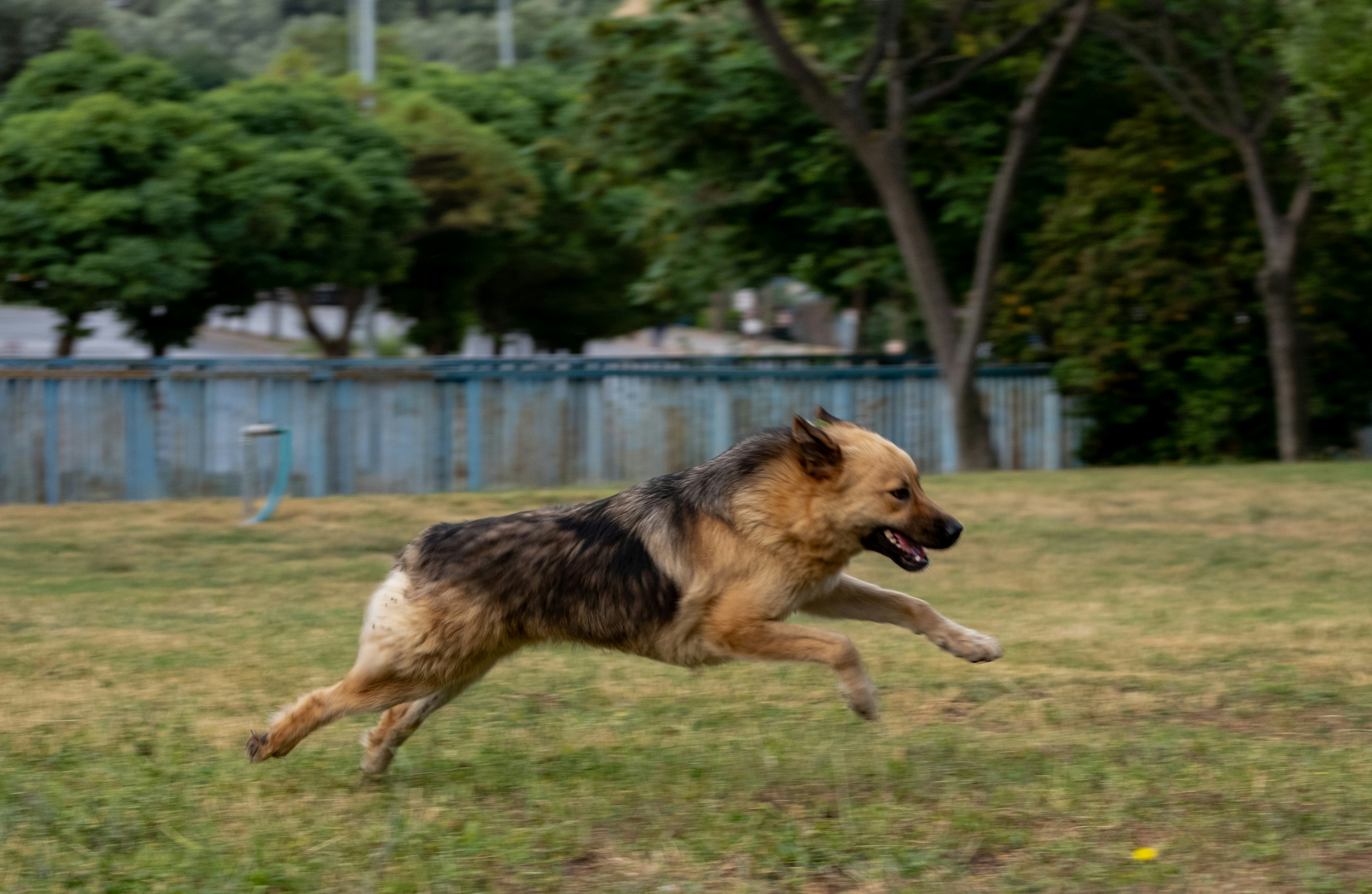 photo-1687959258579-baacbd8151b1?ixid=M3wxMjA3fDB8MXxzZWFyY2h8MTZ8fDklMjB1ayUyMGRvZyUyMGFjdGl2ZSUyMGFuZCUyMGVuZ2FnZWR8ZW58MHx8fHwxNzY2ODU4NjgwfDA\u0026ixlib=rb-4.1.0