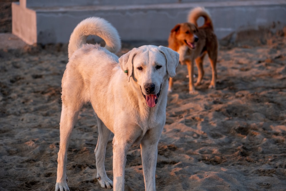 a couple of dogs standing on top of a sandy beach